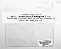 Pestalotiopsis guepinii image